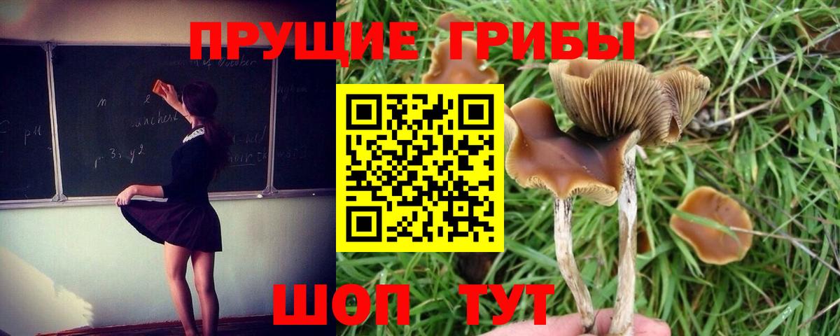 Донской  Псилоцибиновые грибы Magic Shrooms  Вход с VPN  где купить наркотик  Псилоцибиновые грибы ЛСД 